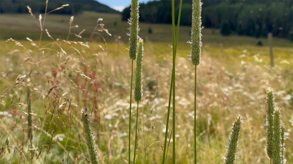Insects and Vegetation